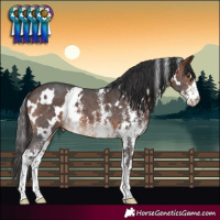 Horse Color:White Spotted Brown Sabino