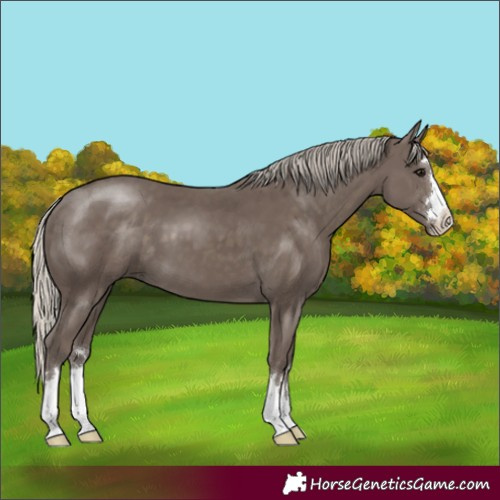 Horse Color:Silver Smoky Black