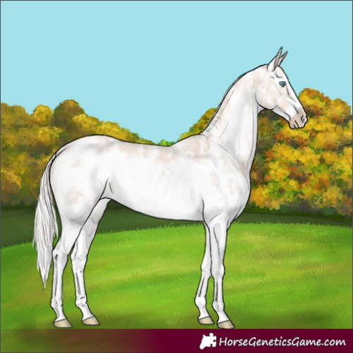Horse Color:Cremello Sabino Frame Rabicano 