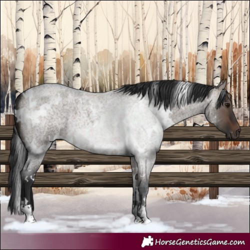 Horse Color:White Spotted Brown Roan Dun 