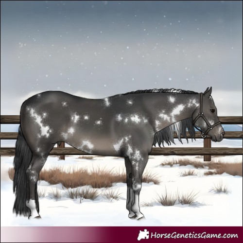 Horse Color:White Spotted Black Tobiano 