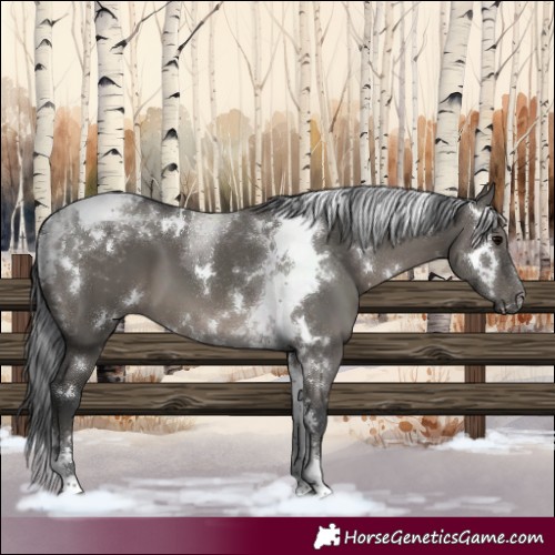 Horse Color:White Spotted Grullo Tobiano