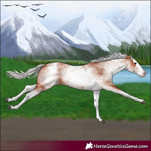 Horse Color:White Spotted Silver Bay Splash