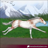Horse Color:White Spotted Silver Bay Splash 