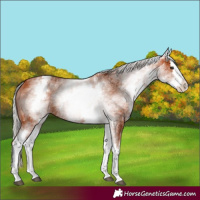 Horse Color:White Spotted Silver Bay Splash