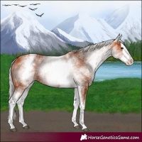 Horse Color:White Spotted Silver Bay Splash