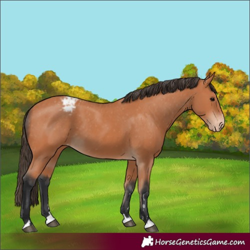 Horse Color:Bay Appaloosa