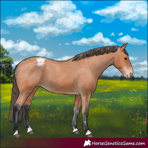 Horse Color:Bay Appaloosa