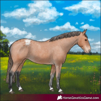 Horse Color:Bay Appaloosa 