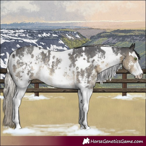 Horse Color:White Spotted Silver Smoky Black Sabino Rabicano 