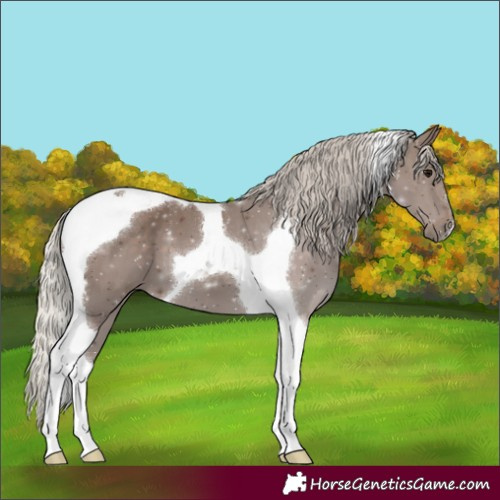 Horse Color:Silver Black Tobiano 