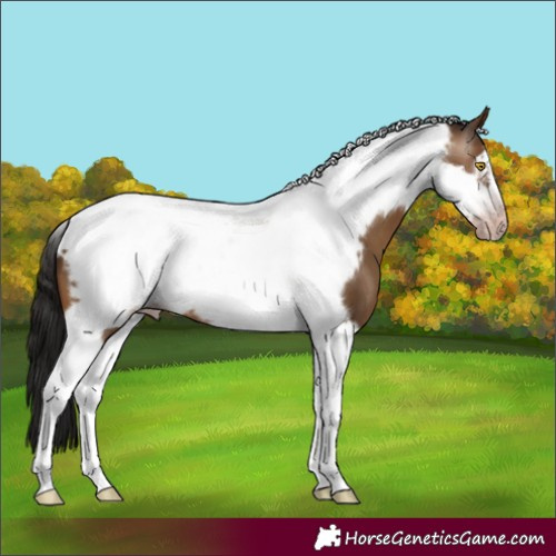 Horse Color:Gray Amber Champagne Tobiano Frame 