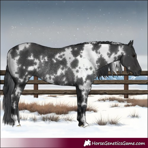 Horse Color:White Spotted Black Rabicano 