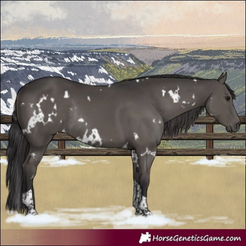 Horse Color:White Spotted Smoky Black Tobiano Rabicano 
