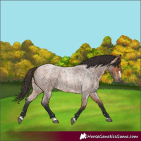 Horse Color:Bay Roan 