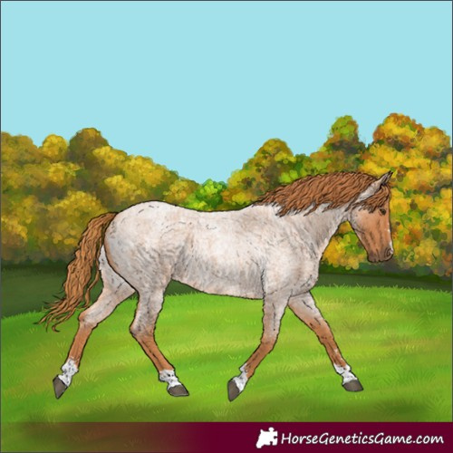 Horse Color:Red Roan 
