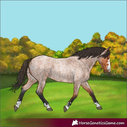 Horse Color:Bay Roan