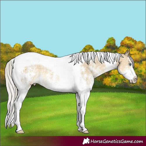 Horse Color:Silver Classic Cream Champagne Dun Sabino Tobiano Rabicano 