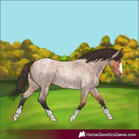 Horse Color:Bay Roan 