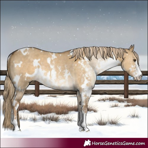 Horse Color:White Spotted Chocolate Palomino Dun Sabino Rabicano 