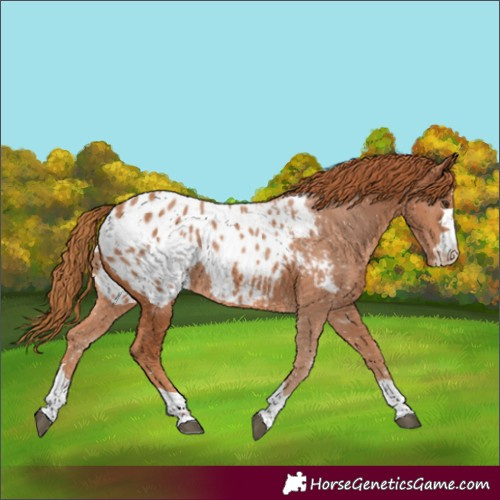 Horse Color:Chestnut Appaloosa