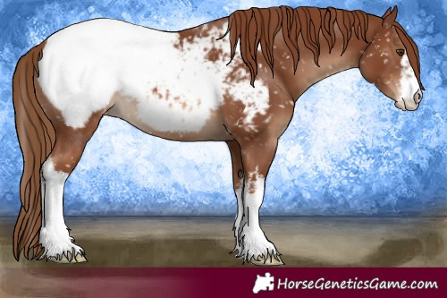 Horse Color:White Spotted Chestnut Appaloosa 