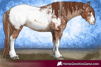 Horse Color:White Spotted Chestnut Appaloosa 
