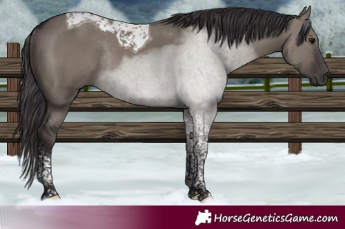 Horse Color:Smoky Grullo Tobiano Rabicano 