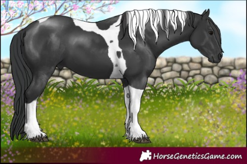 Horse Color:Black Tobiano 