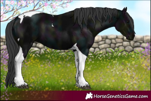 Horse Color:Midnight Black Tobiano 