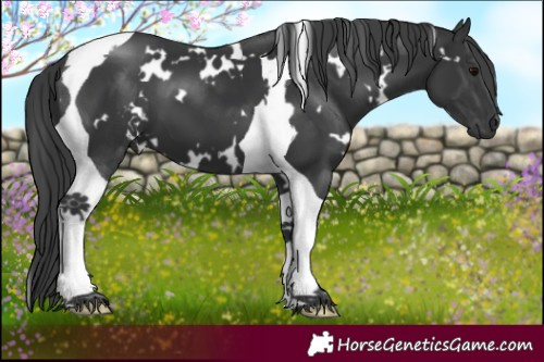 Horse Color:White Spotted Black Tobiano 