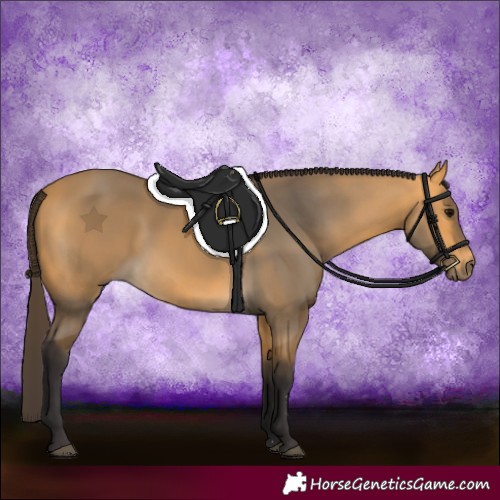 Horse Color:Buckskin 