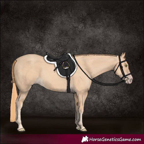 Horse Color:Gold Champagne 