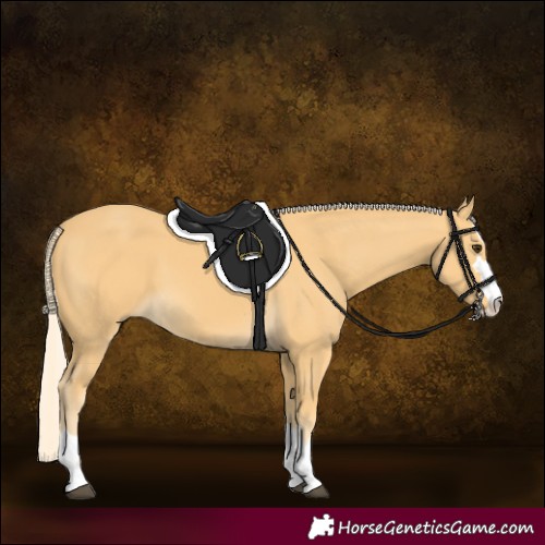 Horse Color:Palomino