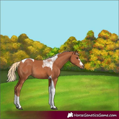 Horse Color:Chestnut Tobiano Rabicano 