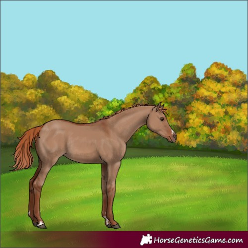 Horse Color:Red Dun Rabicano 