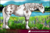 Horse Color:White Spotted Silver Black