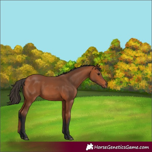 Horse Color:Bay Rabicano 