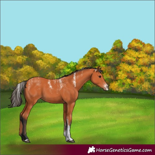 Horse Color:Powder White Bay 