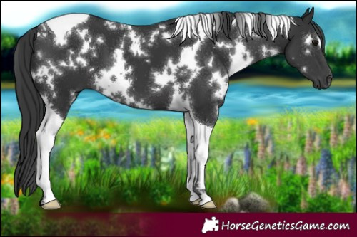 Horse Color:White Spotted Black Tobiano