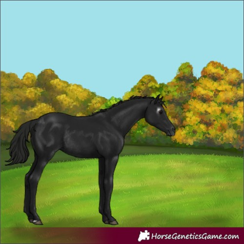 Horse Color:Gray Black Rabicano 