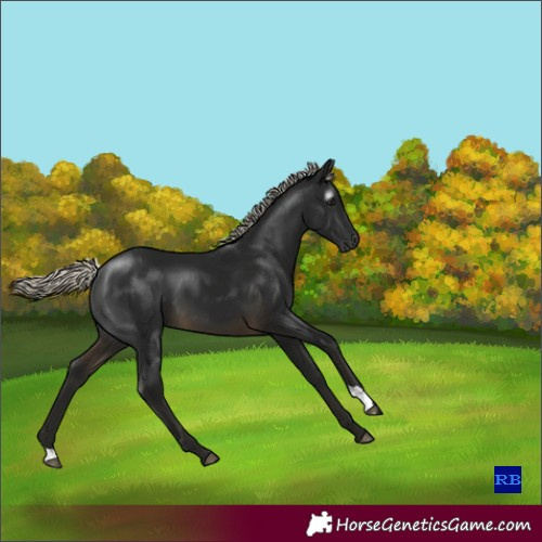 Horse Color:Gray Silver Buckskin