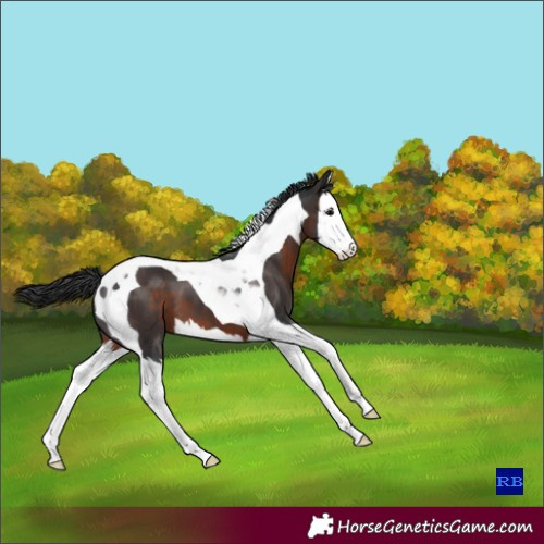 Horse Color:Brown Splash Tobiano 