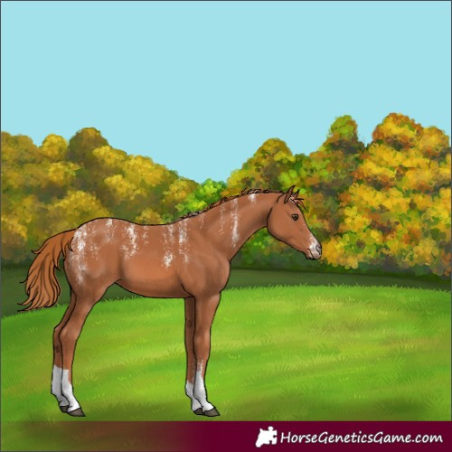 Horse Color:Powder White Chestnut Tobiano 