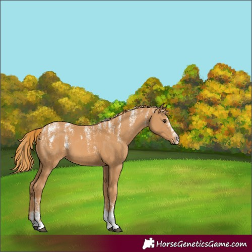 Horse Color:Powder White Chestnut 