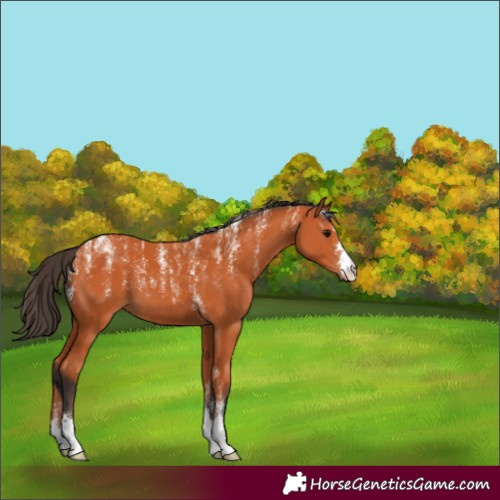 Horse Color:Powder White Bay 