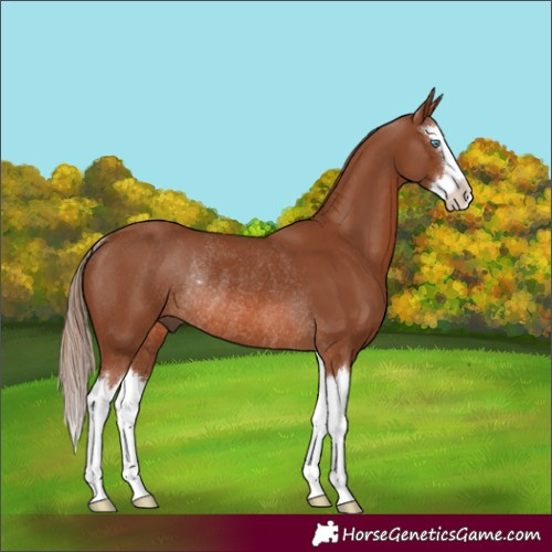 Horse Color:Chestnut Splash Rabicano 
