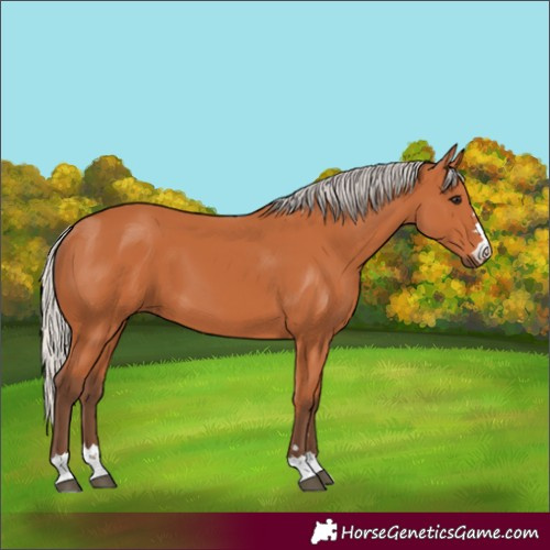 Horse Color:Silver Bay 