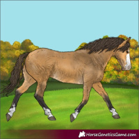 Horse Color:Buckskin 
