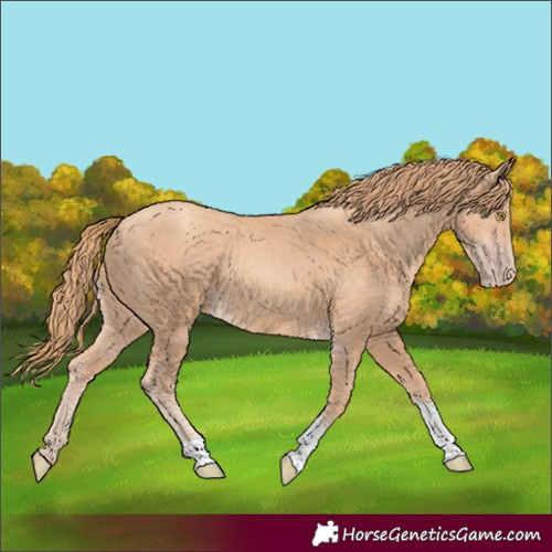 Horse Color:Gold Champagne Tobiano 